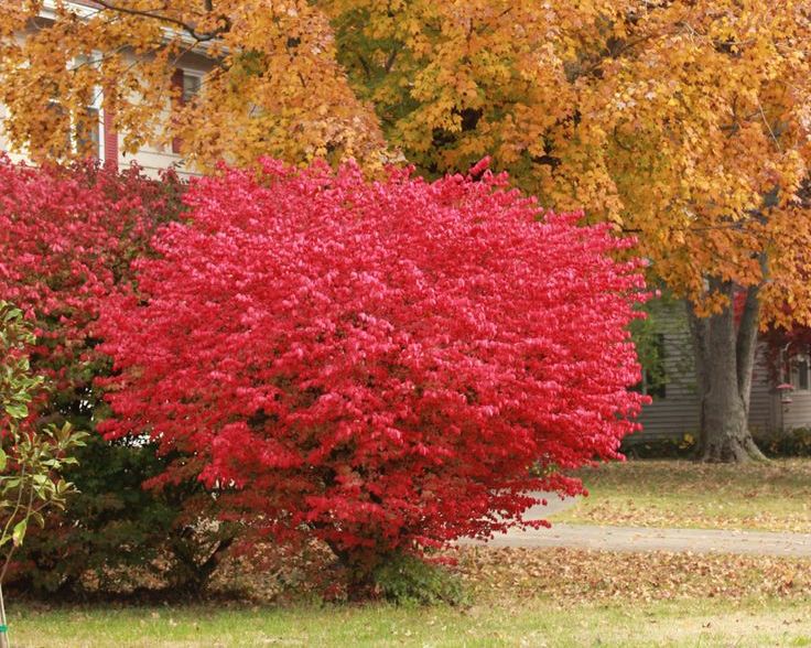 Бересклет карликовый (Euonymus nanus) - купить в СПб с доставкой