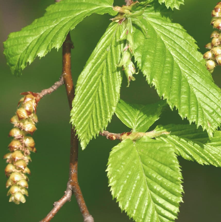 Купить саженцы Граб обыкновенный, Carpinus betulus, 150 см от ...