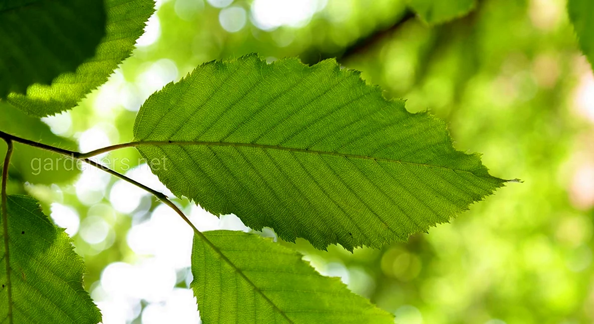 Carpinus betulus, Граб европейский|landshaft.info