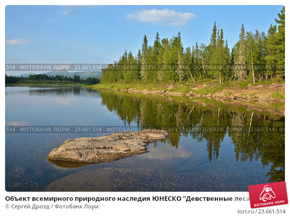 Девственные леса Коми