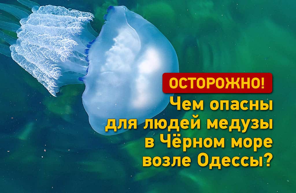 Студенистые «блюдца». Стоит ли бояться медуз у берегов Крыма ...