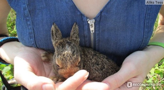 🐇 Охота на зайца (беляка, русака) - способы и сезон открытия ...