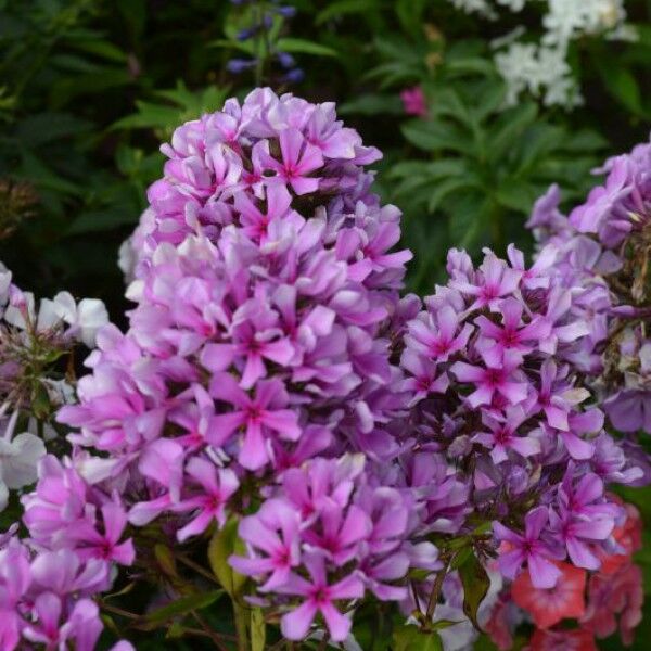 Скачать картинки Greece flowers santorini, стоковые фото ...