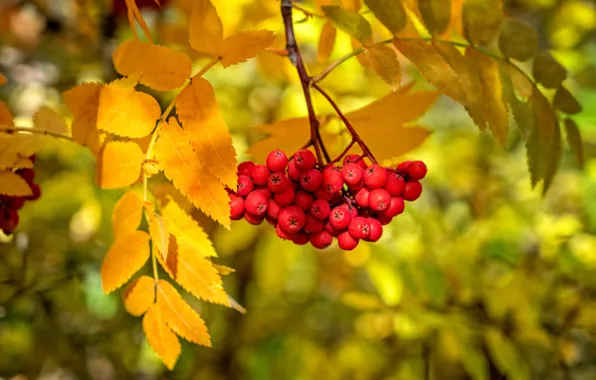 Sorbus aucuparia Globosum ...