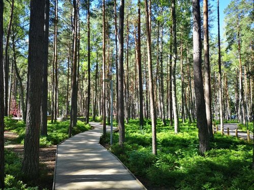 В восьми районах Брестской области запрещено посещать леса ...