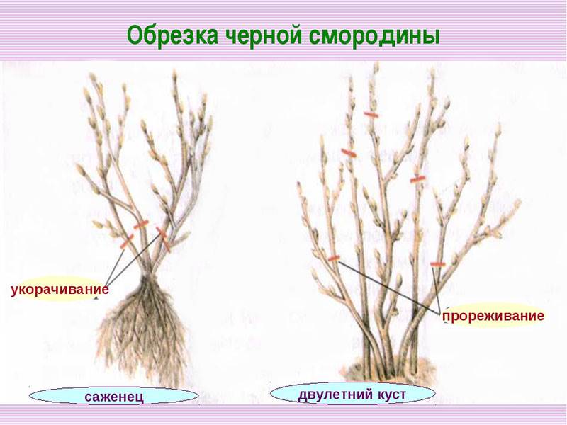 Смородина – купить в Казани, цены ...