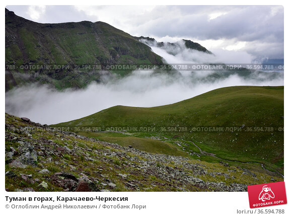 Лес В Горах Покрытый Туманом ...