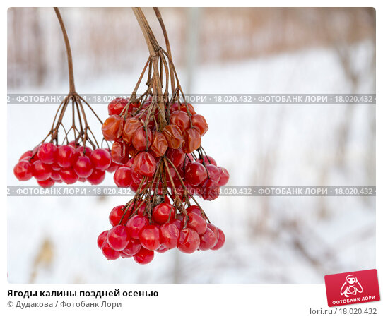 Калина красная (обыкновенная) Купить Киев цена фото описание ...