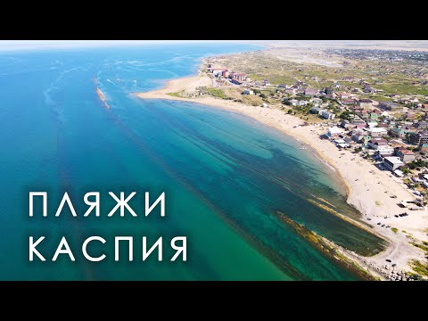 Каспийское море в Дагестане кишит ...