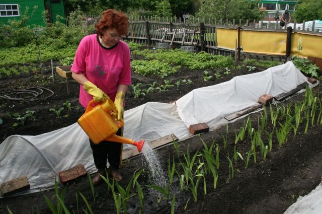 Обработку дачи осенью начинают, как только деревья сбрасывают ...