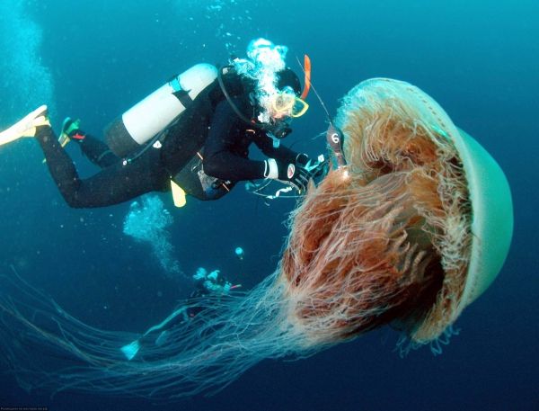 Медузы на Черном море в Крыму