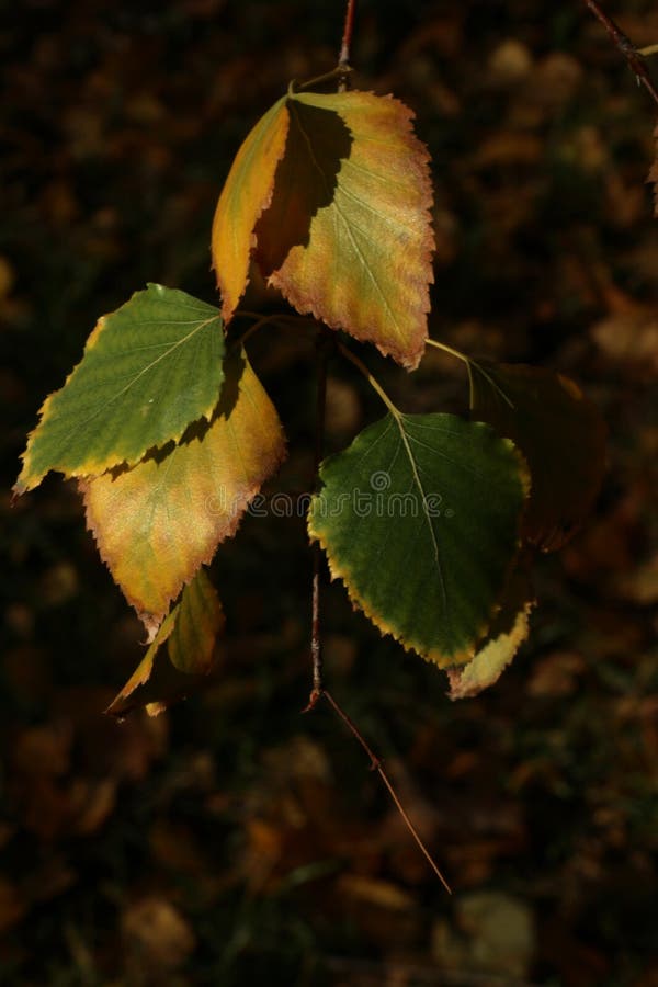 Betula pendula `Laciniata ...