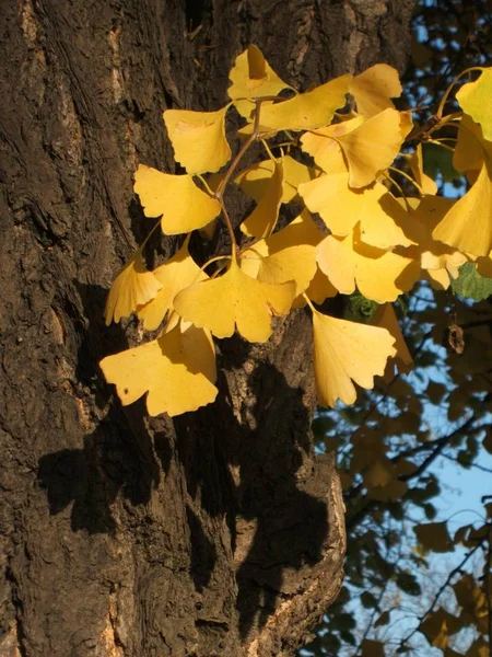 Прочие редкие красиво-цветущие кустарники и деревья : Ginkgo ...