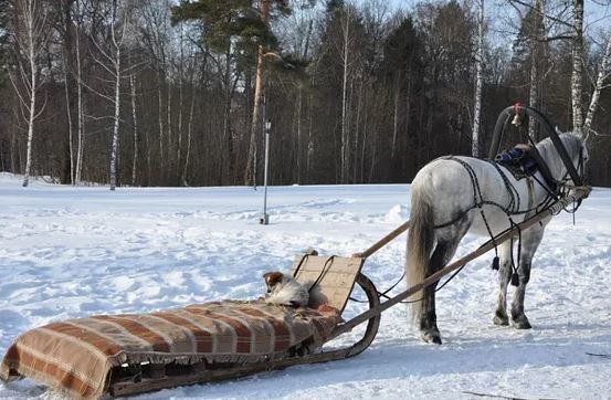 А когда вы готовите сани?