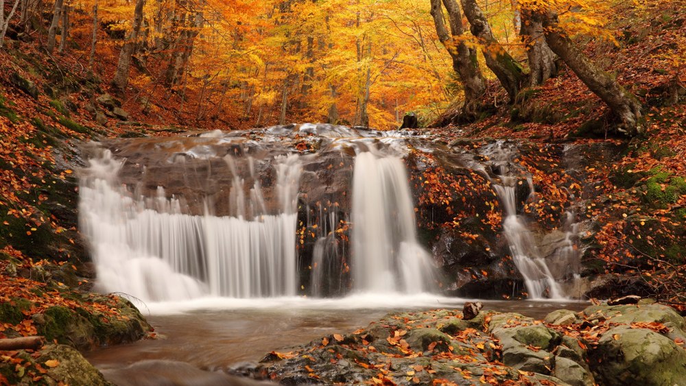 Осень золотая обои для рабочего стола, картинки, фото, 800x600.