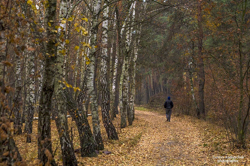 Поздняя осень, ноябрь: деревья в лесу фото картина сезонная ...