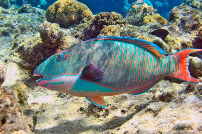 Скачать картинки Queen parrotfish, стоковые фото Queen ...