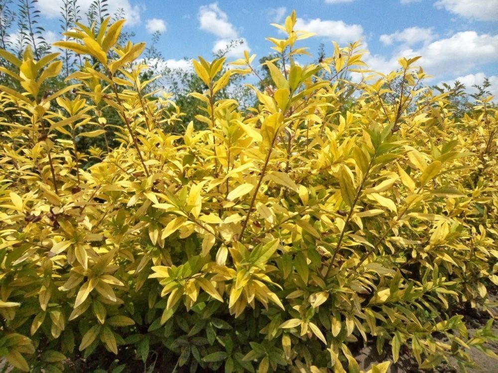 Бирючина обыкновенная (Ligustrum vulgare),вечнозеленые ...