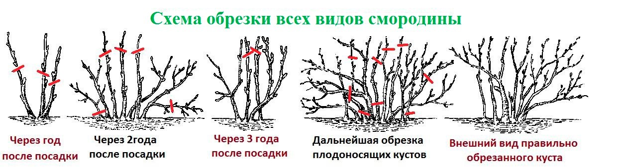 Обрезка красной смородины, когда и как ...