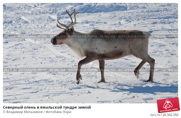 Зимний Рассвет В Тундре — стоковые ...