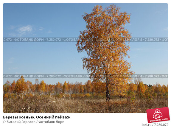 Березы Лес Осенью — стоковые фотографии и другие картинки ...