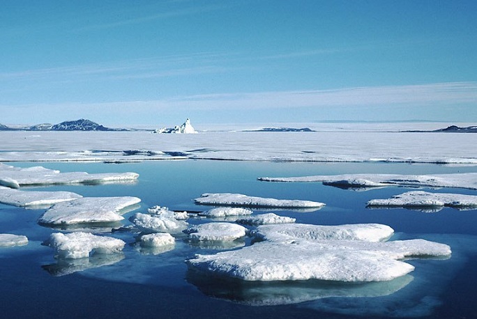 WWF: численность моржей в море Лаптевых не менее 2-3 тысяч ...