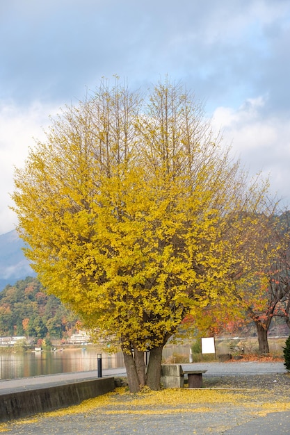 Ginkgo biloba | Ginkgoaceae - Van den Berk Nurseries