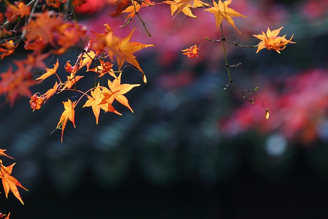 Free Photos | Autumn leaves