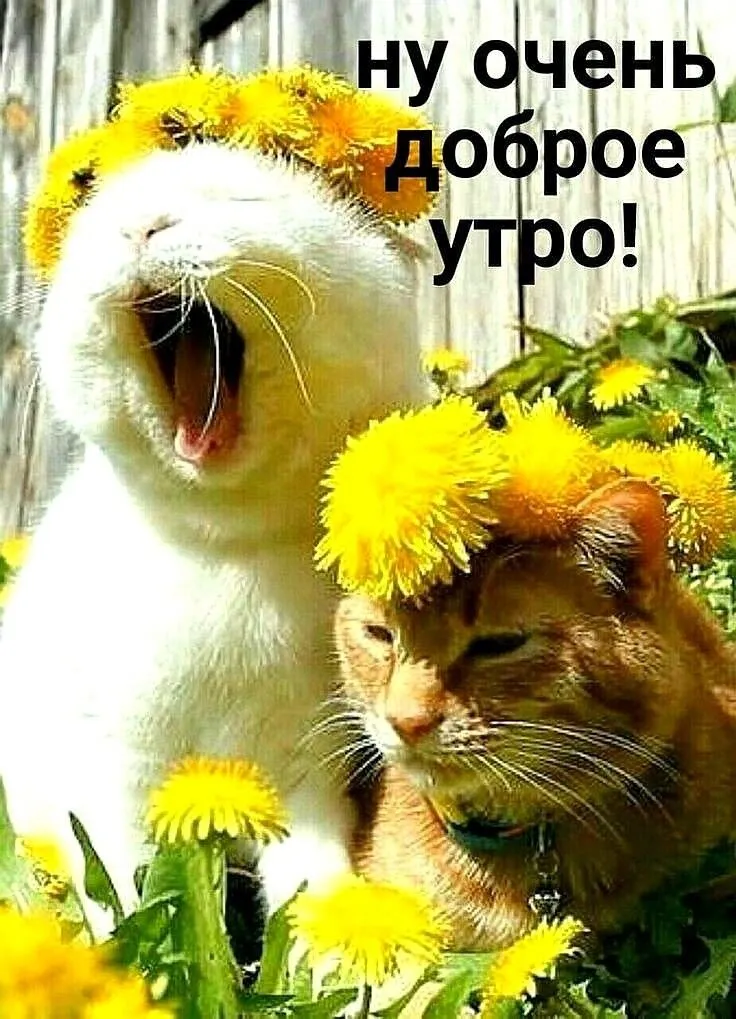 Прелестная открытка доброе утро с ...