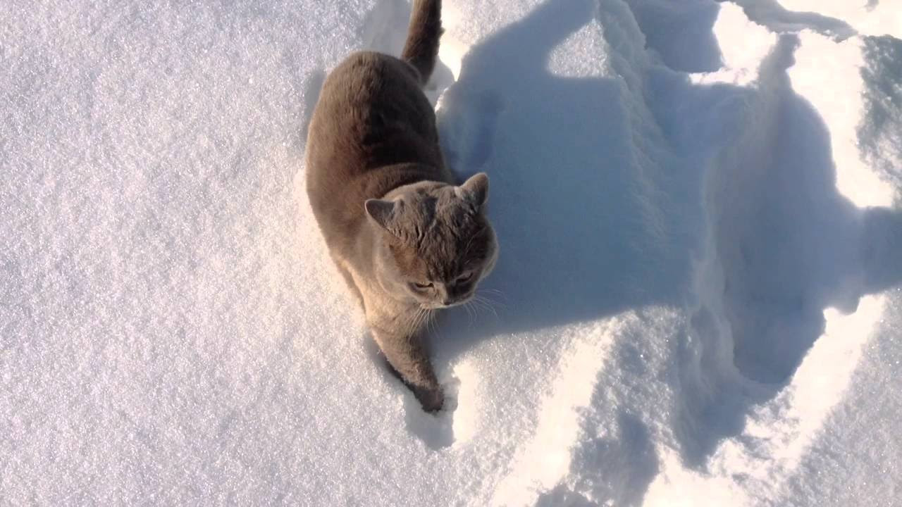 Коты и Кошки Зимой. Снегу все радуются по разному. Смешные ...