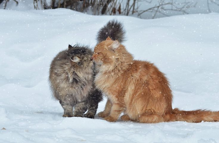 Обои зима, кошка, кот, снег на телефон и рабочий стол, раздел ...