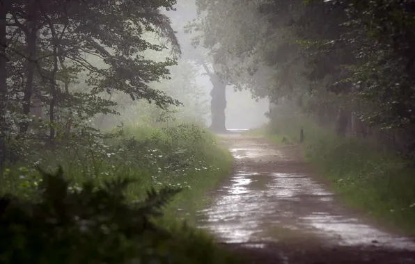 Rain Falling on Tree Leaves