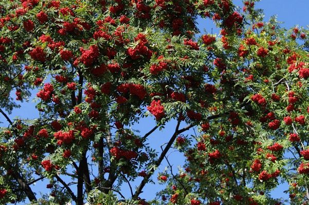 Рябина промежуточная Брауерс (Sorbus intermedia Brouwers ...