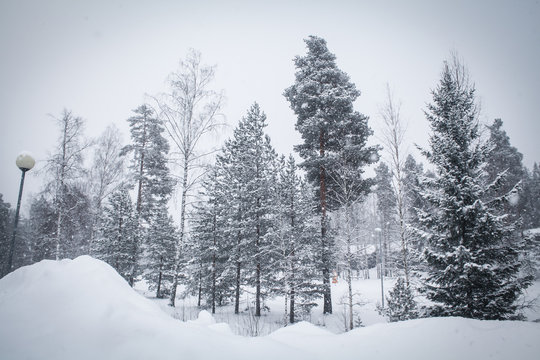 Фото Зимний Лес | Freepik