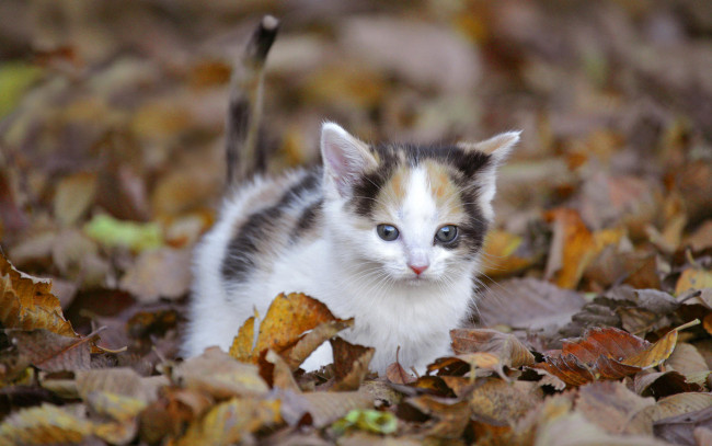 cat, autumn, leaves ...