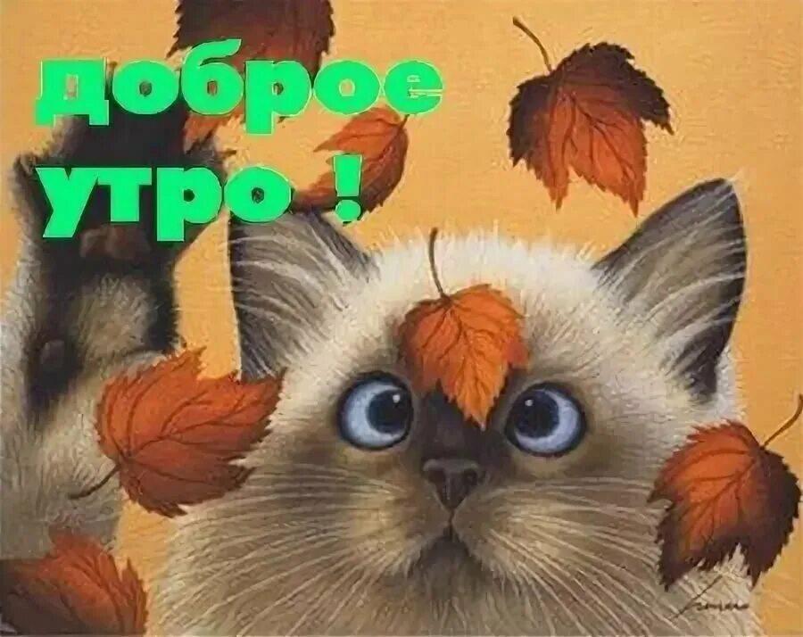 Прикольные пожелания с добрым утром ...