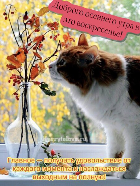 🍂Доброе утро! Сегодня 24 октября, воскресенье 📆 День ООН ...