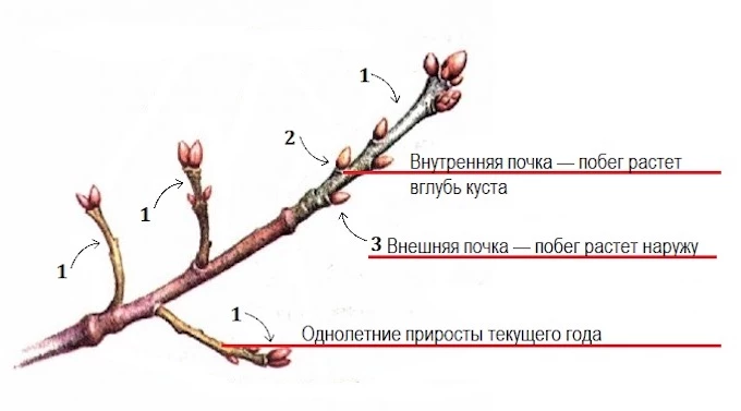 Обрезка смородины - правила и сроки ...