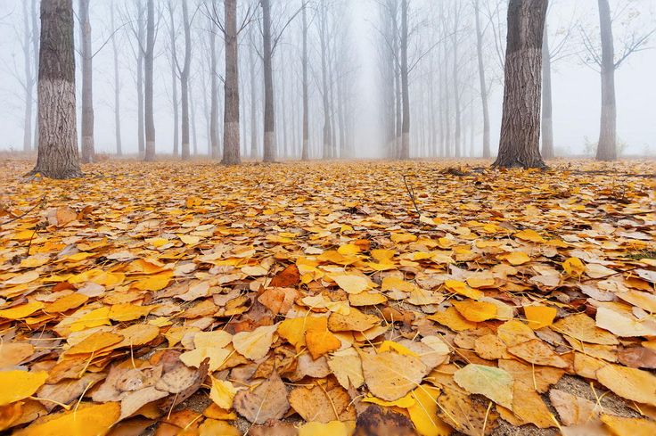 Шаблон для фотошопа - Осень золотая » Шаблоны для Фотошопа ...