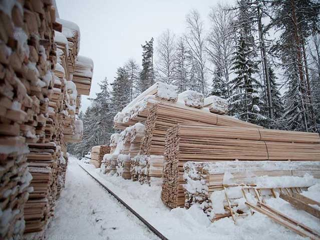 Фотография на тему Сосновый лес зимой | PressFoto