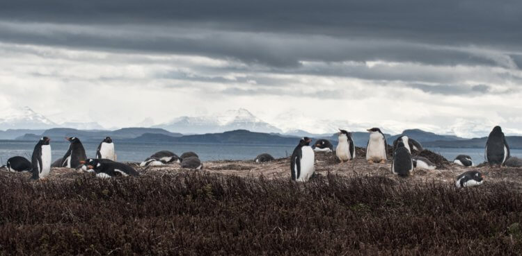 FT5X остров Кергелен - Kerguelen Island ...