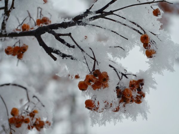 Обои сугробы, ели, деревья, солнце, зима, снежинки, лес ...