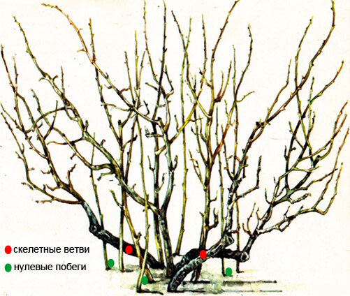 Обрезка смородины: схема, особенности и ...