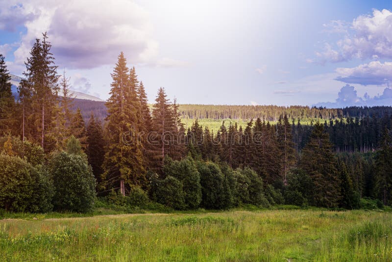 6,177 хвойный лес фотографии, картинки ...