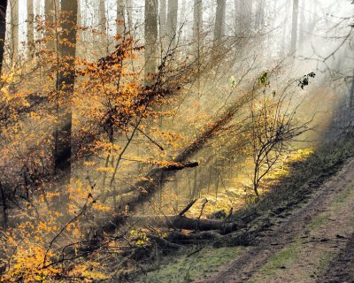 Картинка на телефон: нарциссы, снег, зима, весенние цветы ...