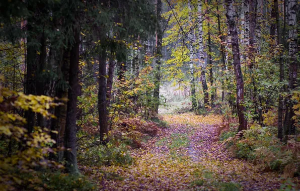 Осень.Пасмурно - Изобразительное ...