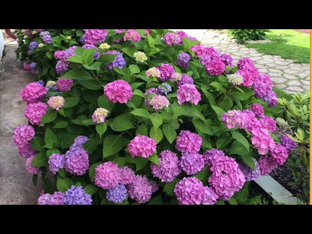 Гортензия бесконечное лето (Hydrangea Endless Summer)