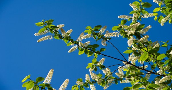 Купить саженцы Черёмуха (вишня) пенсильванская в питомнике ...