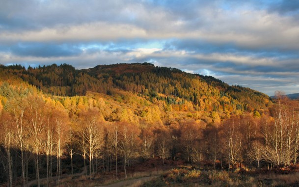 Фото Листья Осень Природа Небо Трава дерева 600x398