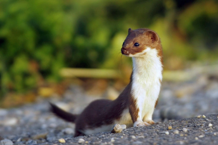 Ласка(Mustela nivalis) — Сообщество ...